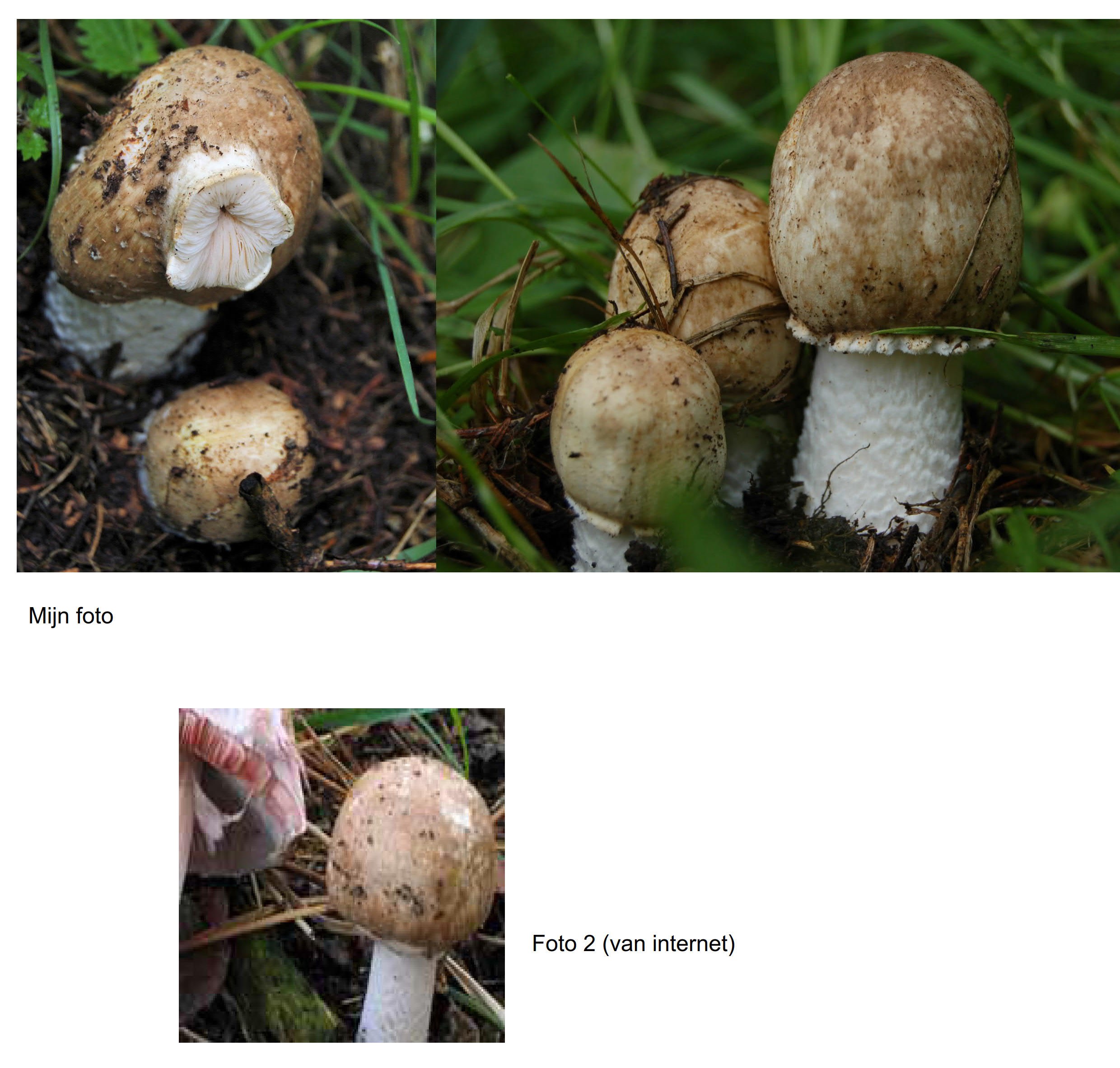 Eindelijk kunnen benoemen!